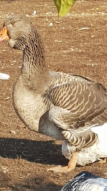  - Gâște de toulouse 2020