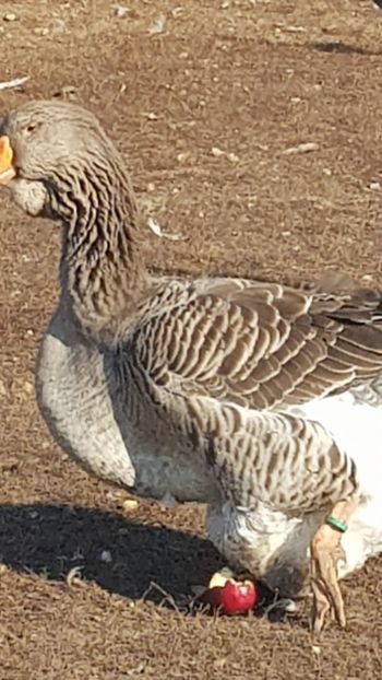  - Gâște de toulouse 2020