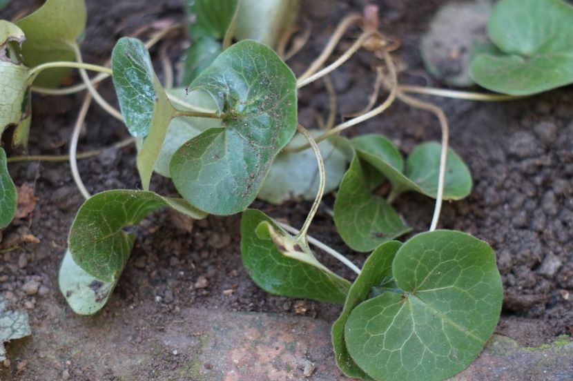  - OCTOMBRIE 2019- OCTOMBRIE 2020