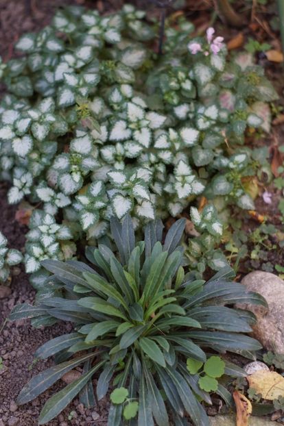  - OCTOMBRIE 2019- OCTOMBRIE 2020