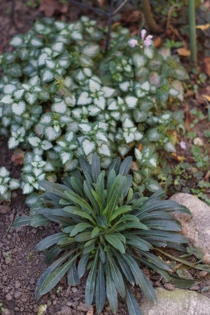  - Campanula