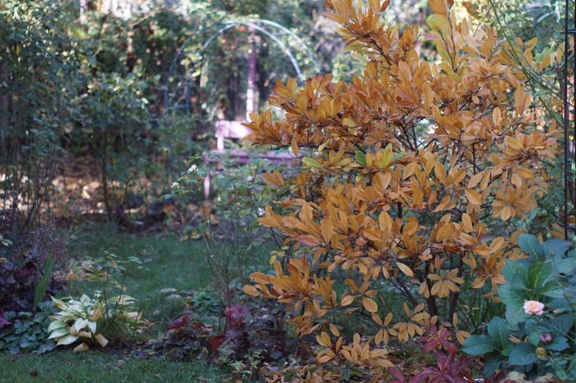  - OCTOMBRIE 2019- OCTOMBRIE 2020