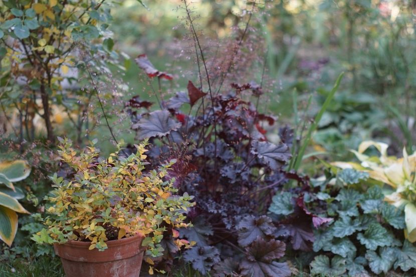  - OCTOMBRIE 2019- OCTOMBRIE 2020