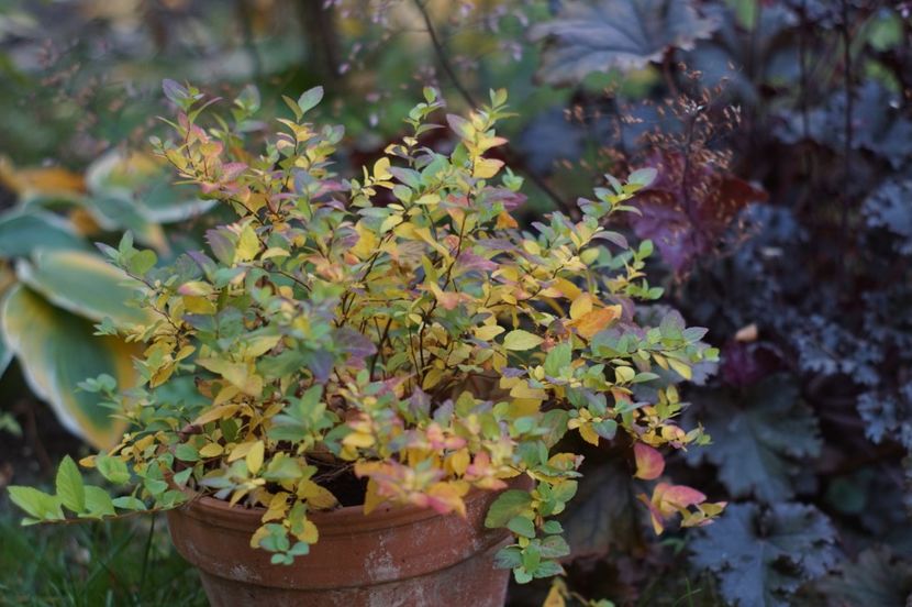  - OCTOMBRIE 2019- OCTOMBRIE 2020