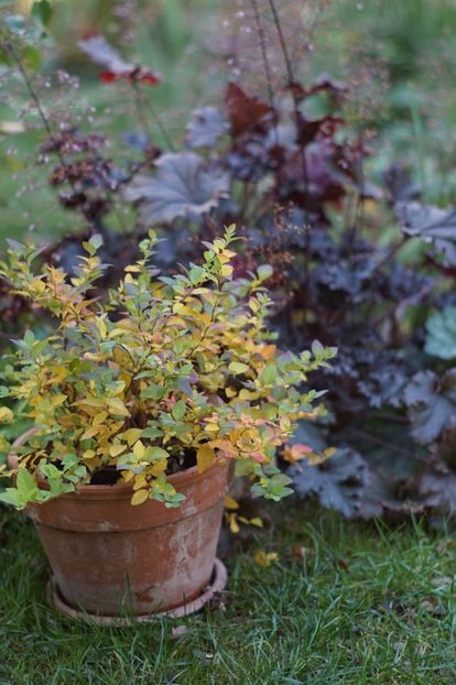  - OCTOMBRIE 2019- OCTOMBRIE 2020