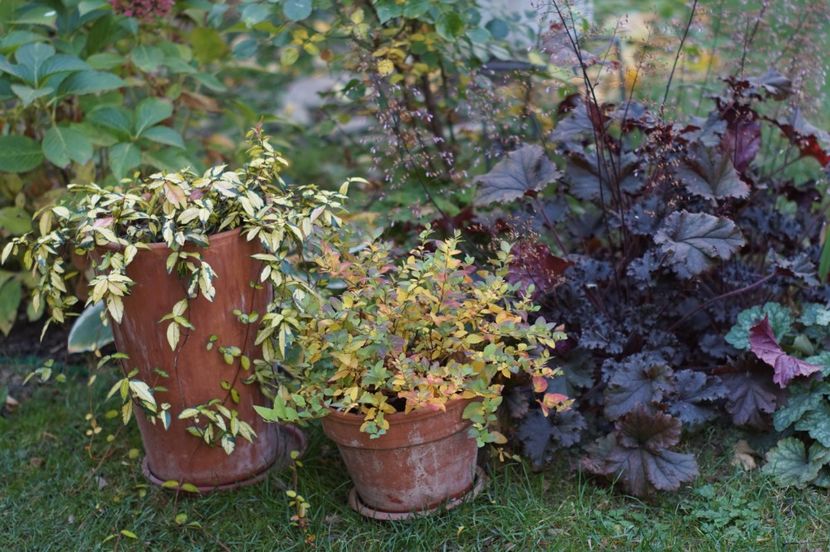  - OCTOMBRIE 2019- OCTOMBRIE 2020