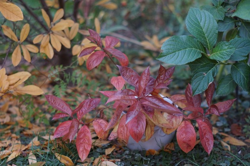  - OCTOMBRIE 2019- OCTOMBRIE 2020