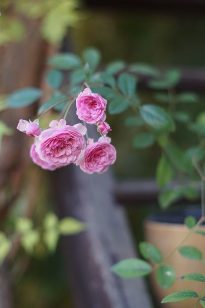 Necunoscut - OCTOMBRIE 2019- OCTOMBRIE 2020