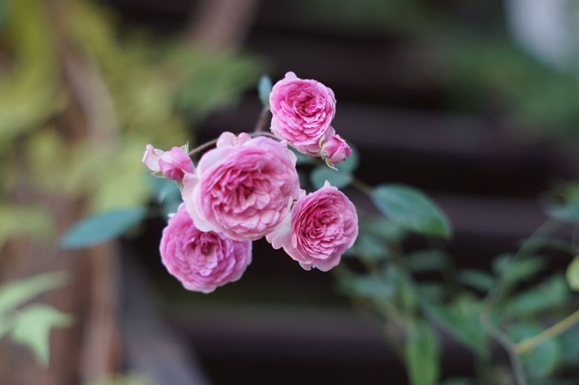  - OCTOMBRIE 2019- OCTOMBRIE 2020