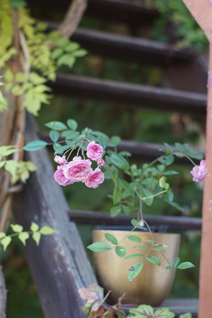  - OCTOMBRIE 2019- OCTOMBRIE 2020