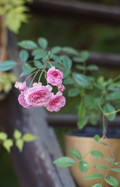  - OCTOMBRIE 2019- OCTOMBRIE 2020