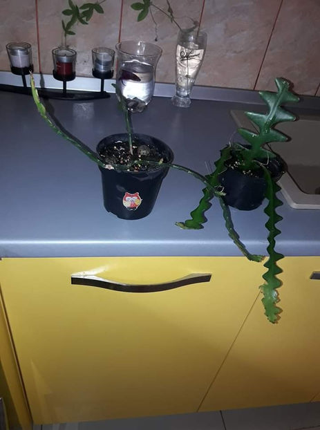  - Selenicereus anthonyanus