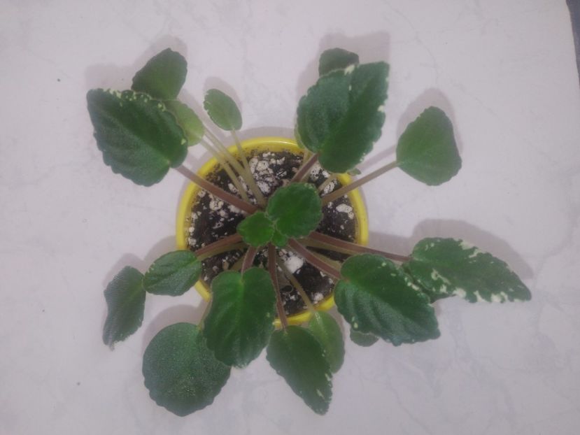 26 octombrie 2019 - ZZZ______Mac s Scarlett O Hara