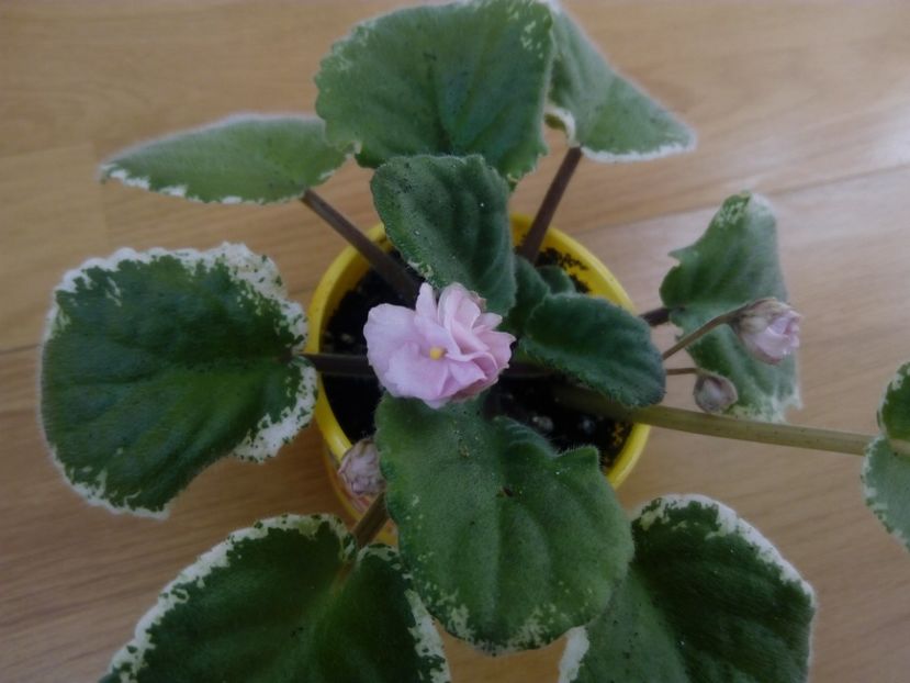 26 octombrie 2019 - Ma s Corsage