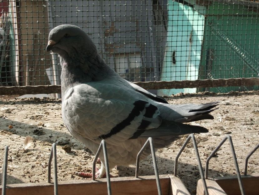 Fata 5 luni - Porumbei 2019