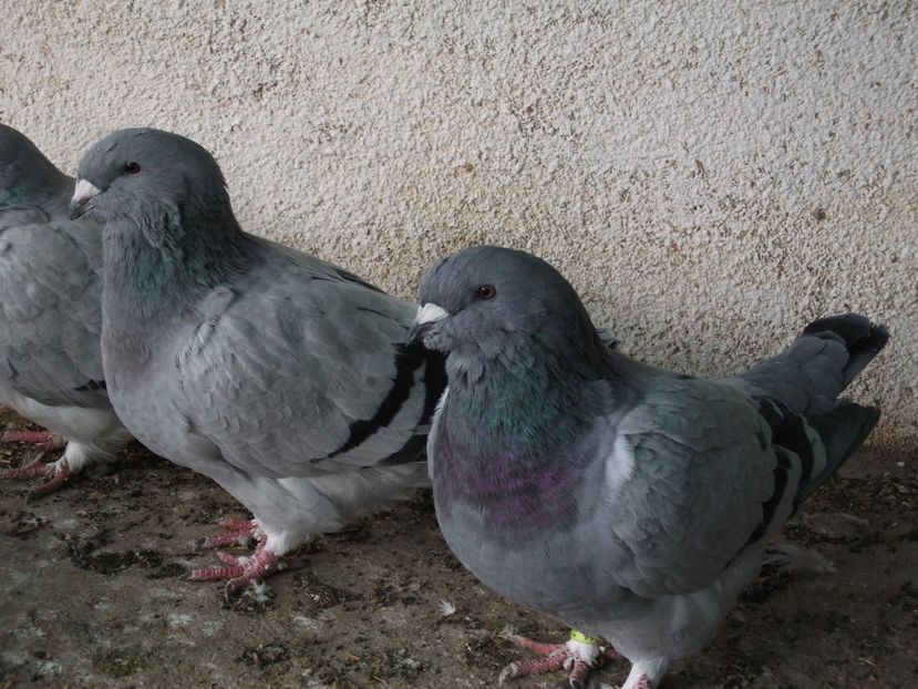 Fete 4 luni - Porumbei 2019