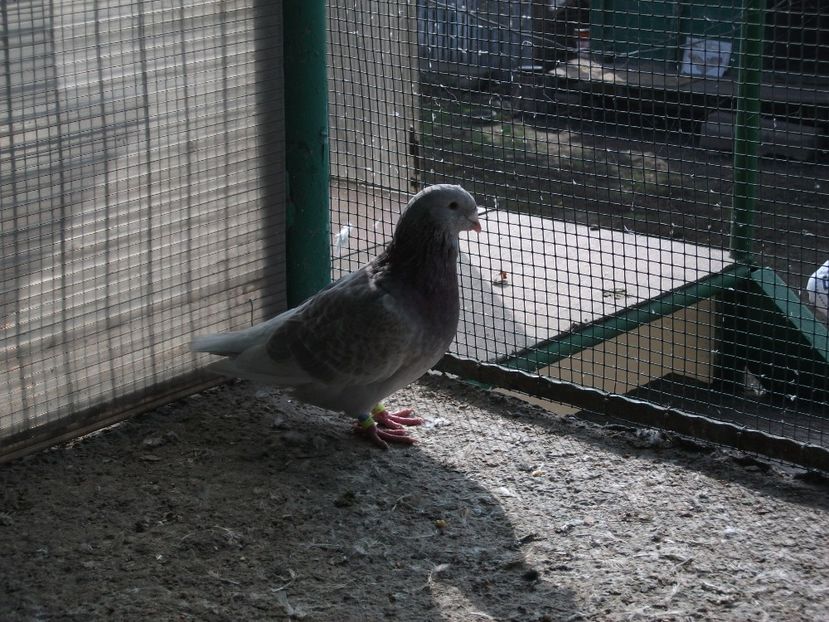 4 luni - Porumbei 2019