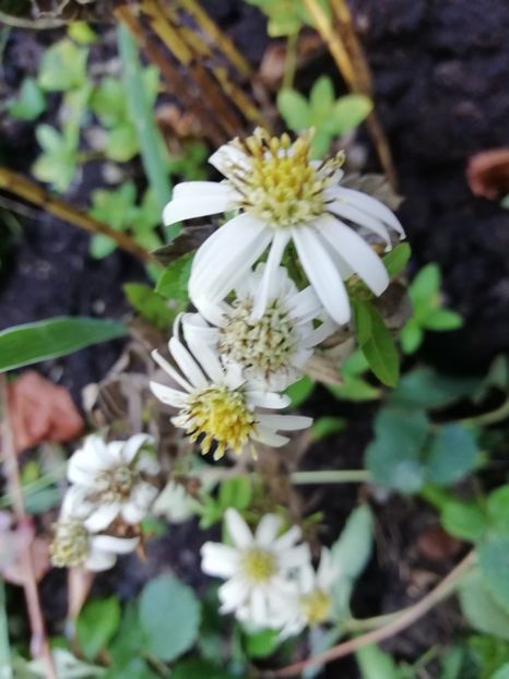 Aster ageratoides Starshine - Grădina 2019 sfârșit de sezon