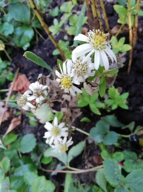  - Grădina 2019 sfârșit de sezon