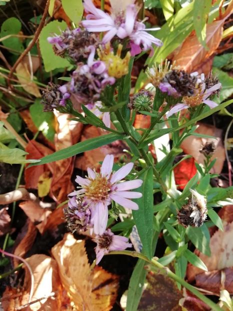  - Grădina 2019 sfârșit de sezon