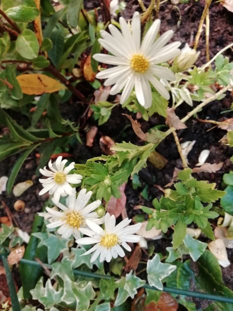 Aster ageratoides Ashvi - Grădina 2019 sfârșit de sezon