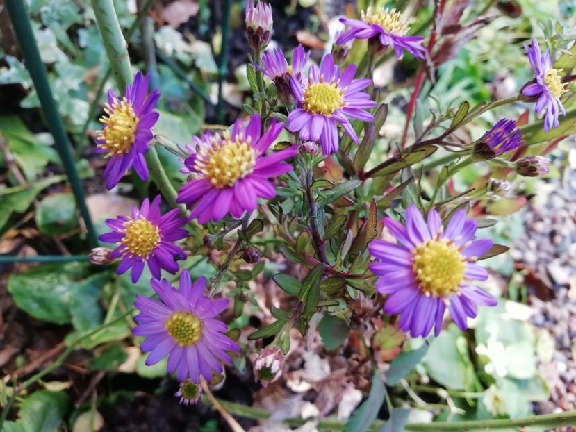  - Grădina 2019 sfârșit de sezon