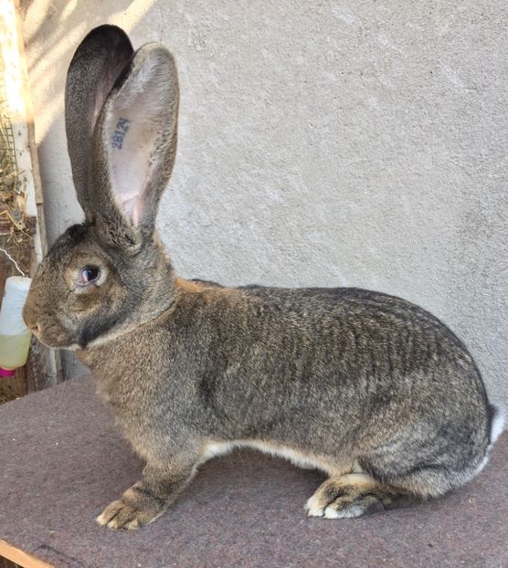 2A126B6E-A8CF-479D-95EF-C59CF657263E - RO8-28124