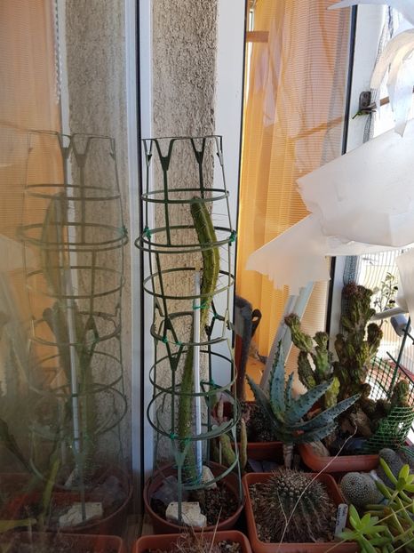 Stenocereus - Cactusi 2019 octombrie