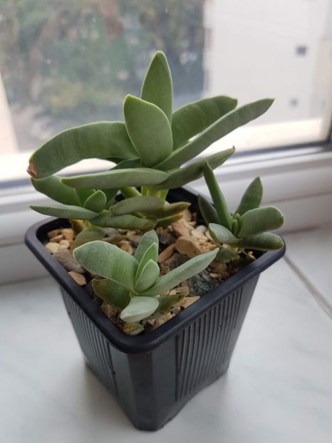 Crassula falcata 2 - Cactusi 2019 octombrie