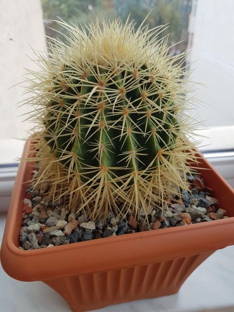 Echinocactus grusonii 1 - Cactusi 2019 octombrie