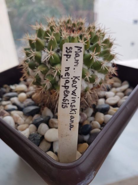 Mam karwinskiana ssp nejapensis - Cactusi 2019 octombrie