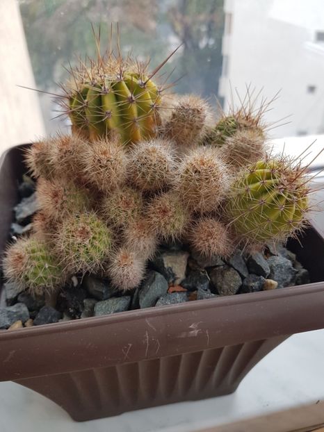 Echnopsis sp - Cactusi 2019 octombrie