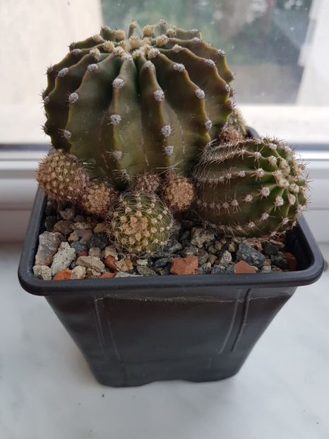 Echnopsis sp - Cactusi 2019 octombrie