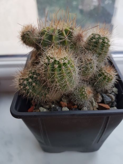 Echnopsis sp - Cactusi 2019 octombrie