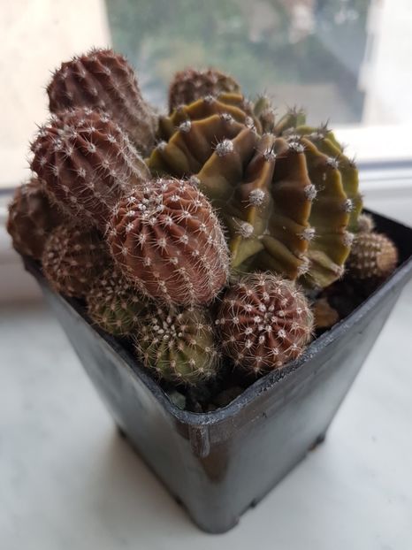 Echnopsis sp - Cactusi 2019 octombrie