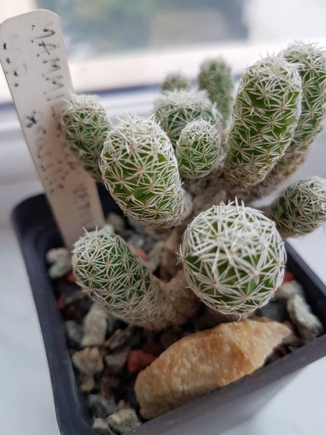 Mam. vetula ssp. gracilis - Cactusi 2019 octombrie