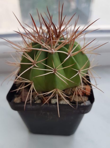 Melocactus curvispinus - Cactusi 2019 octombrie