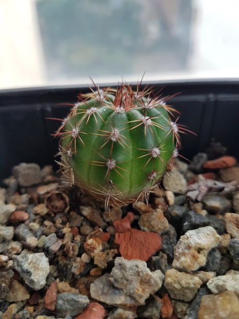 Parodia ottonis - Cactusi 2019 octombrie