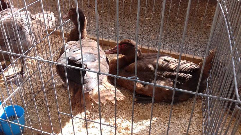  - Expo Kneja Bulgaria 2019