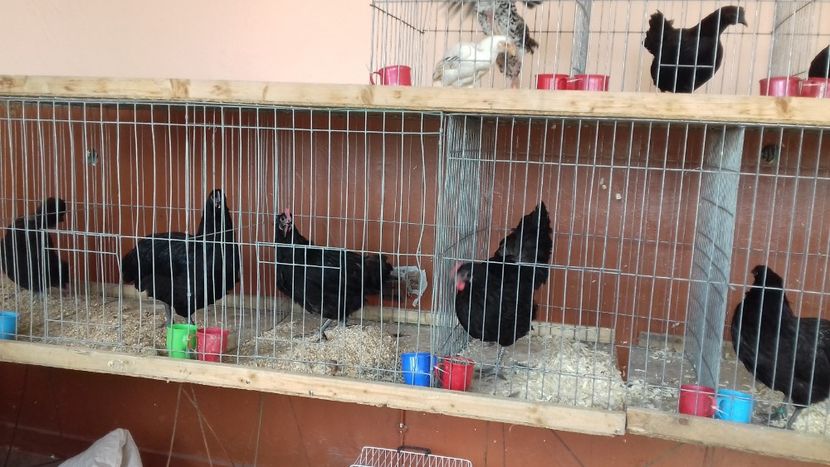  - Expo Kneja Bulgaria 2019