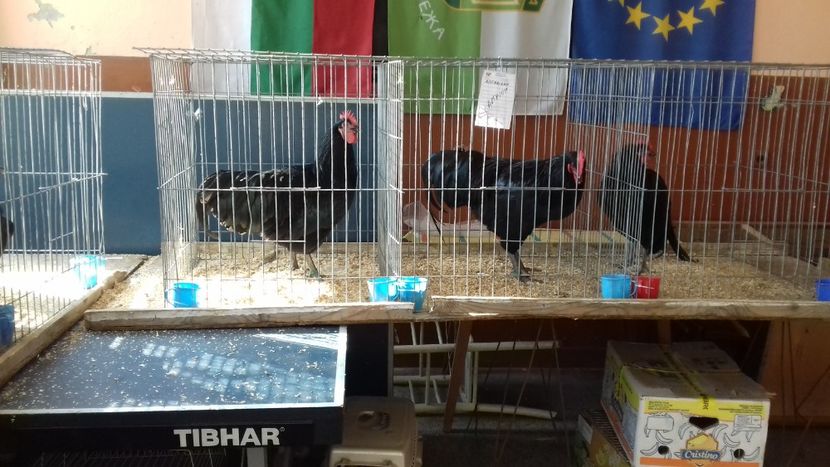  - Expo Kneja Bulgaria 2019