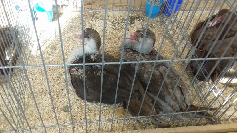  - Expo Kneja Bulgaria 2019