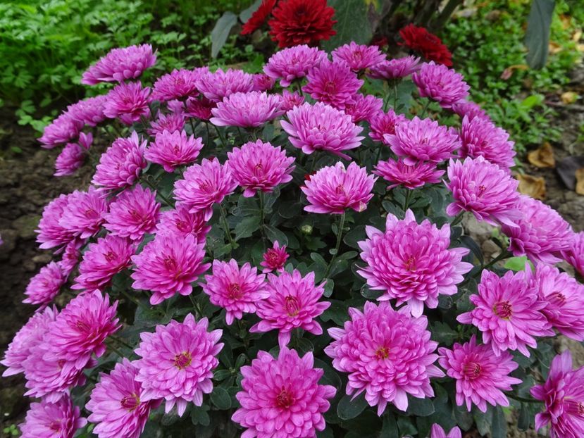 Multumesc, Delia! - CRIZANTEME