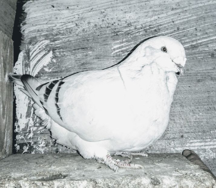 FIICA LUI MONSTROGON - - A - A - A - A - E N Y A 2019