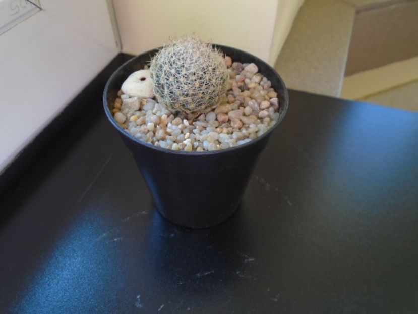 Mammillaria picta - Cactusi 2019 bis bis