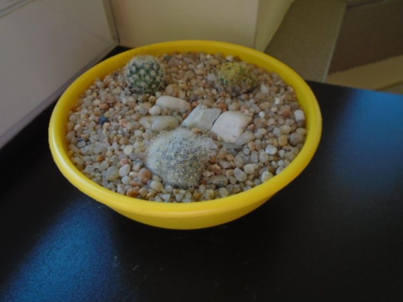 Grup de 3 cactusi - Cactusi 2019 bis bis