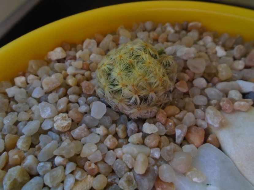 Mammillaria schiedeana - Cactusi 2019 bis bis