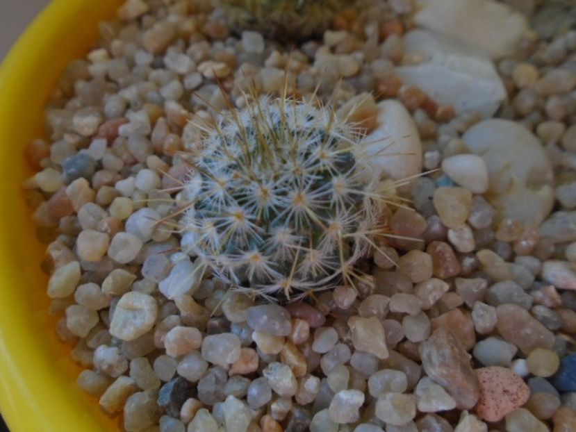 Echinopsis oxygona - Cactusi 2019 bis bis