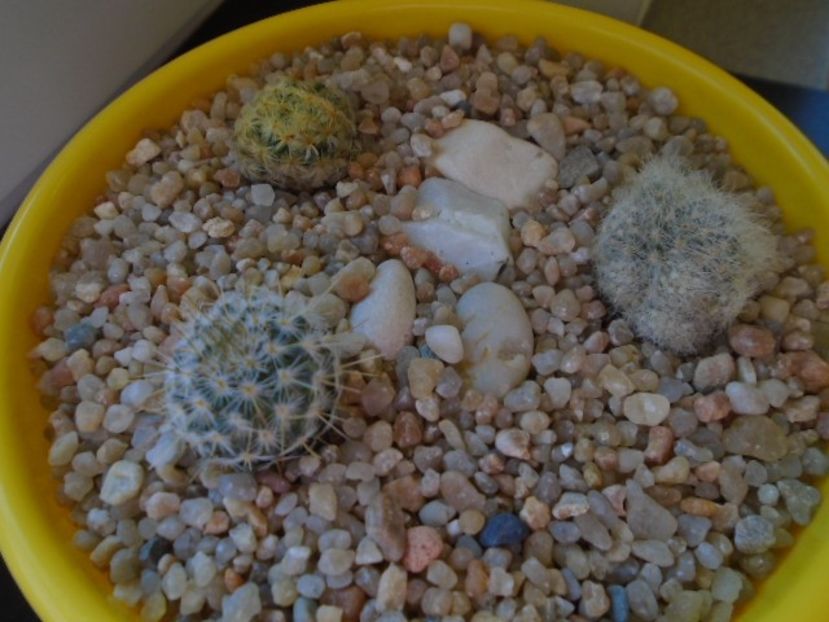 Grup de 3 cactusi - Cactusi 2019 bis bis