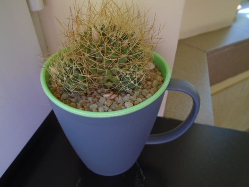 Mammillaria decipiens ssp. camptotricha - Cactusi 2019 bis bis